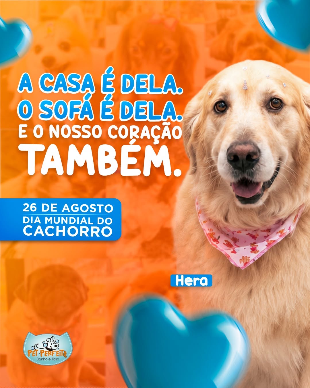 Cachorro feliz em uma publicação da Pet Perfeito